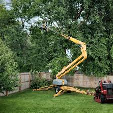 How Our Tree Care Process Works  in  Hesperia, CA