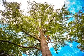 Best Palm Tree Trimming  in Hesperia, CA