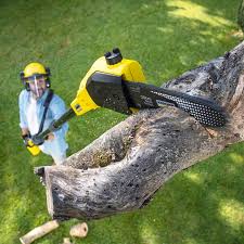 Best Tree and Shrub Care  in Hesperia, CA