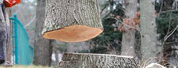 Tree and Shrub Care in Hesperia, CA