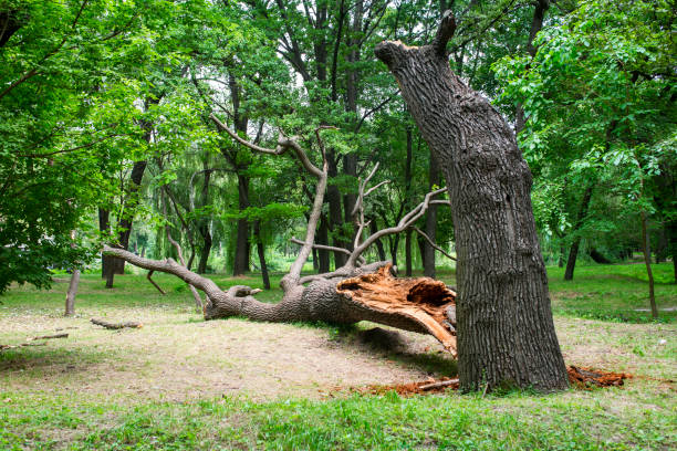Best Stump Grinding and Removal  in Hesperia, CA