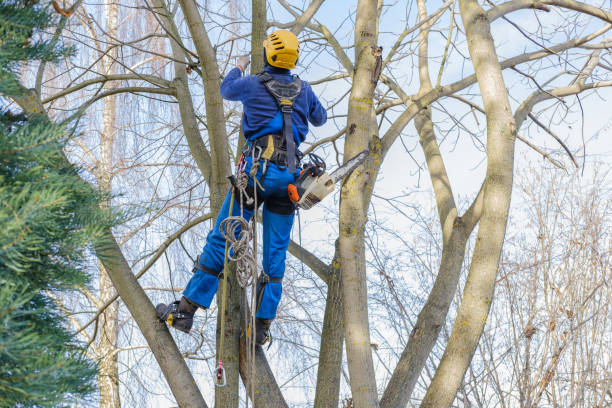 Leaf Removal in Hesperia, CA