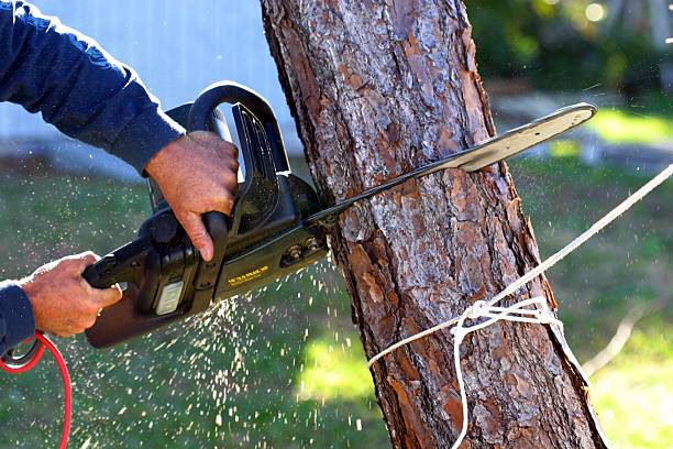 How Our Tree Care Process Works  in  Hesperia, CA