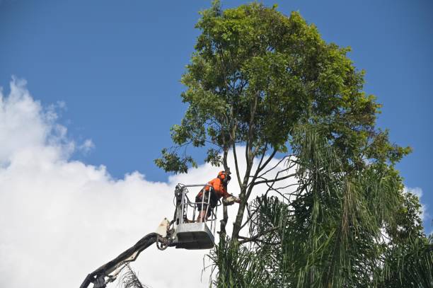 Hesperia, CA Tree Care Company