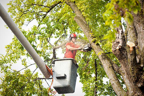 Reliable Hesperia, CA Tree Care Solutions