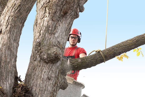 Best Hazardous Tree Removal  in Hesperia, CA